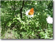 Fotografie Montoggio - Fiori&Fauna - Farfalla su una margherita