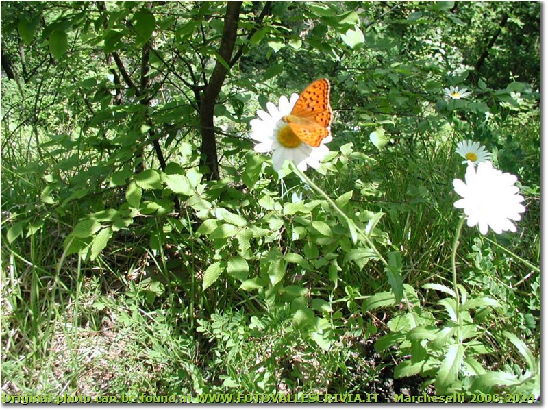 Farfalla su una margherita - Montoggio - <2001 - Fiori&Fauna - Estate - Olympus Camedia 3000