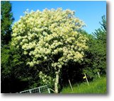 Foto Montoggio - Fiori&Fauna - Frassino ornello