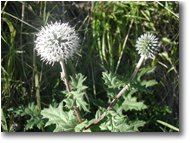 Fotografie Montoggio - Fiori&Fauna - Una delle numerose specie di cardo