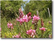 Foto Montoggio - Fiori&Fauna - Veccia