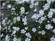  Cerastium - Montoggio - 2004 - Fiori&Fauna - Estate - Voto: Non  - Last Visit: 19/9/2023 16.56.2 