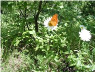  Farfalla su una margherita - Montoggio - <2001 - Fiori&Fauna - Estate - Voto: Non  - Last Visit: 3/11/2023 22.56.20 