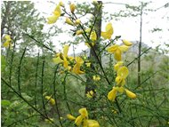  Ginestra dei carbonai (cytisus scoparius) - Montoggio - 2002 - Fiori&Fauna - Estate - Voto: Non  - Last Visit: 29/1/2024 4.48.59 