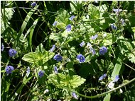  Veronica chamaedris - Montoggio - 2005 - Fiori&Fauna - Estate - Voto: Non  - Last Visit: 28/9/2023 12.56.9 