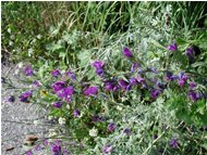  Echium (erba viperina) - Montoggio - 2002 - Flowers&Fauna - Summer - Voto: 9    - Last Visit: 30/9/2023 6.26.1 