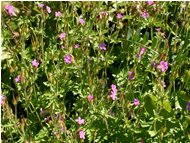  Geranium robertianum - Montoggio - 2005 - Flowers&Fauna - Summer - Voto: Non  - Last Visit: 26/9/2023 19.12.12 