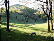  Grazing horses near Creto - Montoggio - 2003 - Landscapes - Summer - Voto: 8    - Last Visit: 25/5/2024 9.8.19 