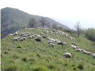  Gregge sul monte Sella - Montoggio - <2001 - Panorami - Estate - Voto: Non  - Last Visit: 23/6/2022 12.21.38 