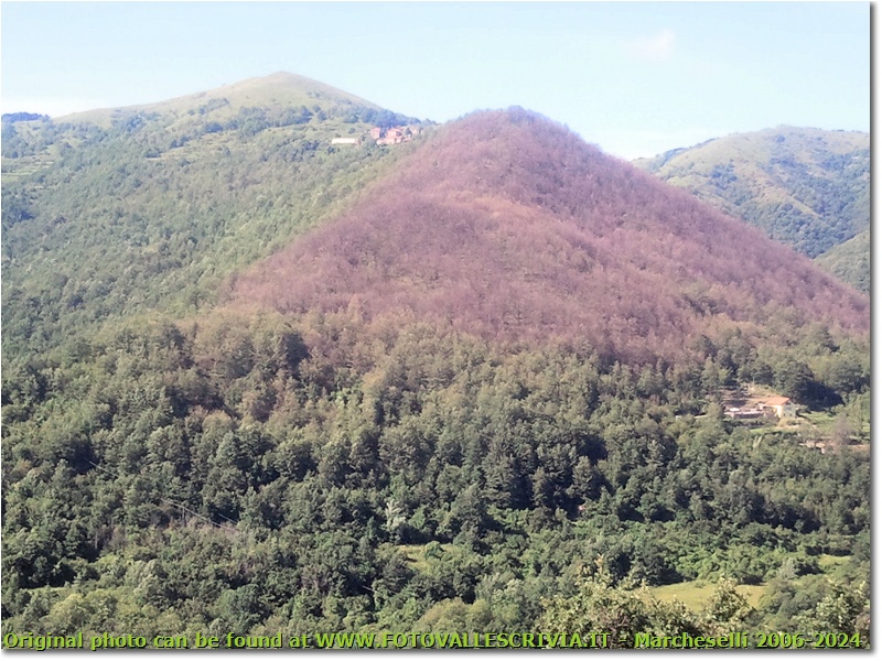 Un nuovo parassita infesta i nostri boschi: lymantria dispar - Montoggio - 2012 - Panorami - Estate - Canon Ixus 980 IS