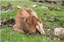  Resting calf, near Propata - Other - 2006 - Flowers&Fauna - Summer - Voto: Non  - Last Visit: 15/3/2024 11.21.47 