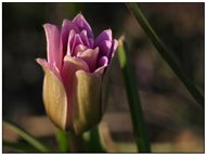  Tulip - Other - 2004 - Flowers&Fauna - Summer - Voto: 9    - Last Visit: 20/9/2023 20.58.41 