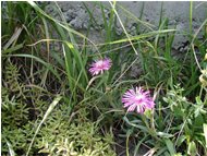  Una crassulacea (mesembriantemum) - Other - 2002 - Flowers&Fauna - Summer - Voto: Non  - Last Visit: 22/9/2023 13.2.14 