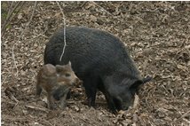  Wild pork with baby - Other - 2008 - Flowers&Fauna - Other - Voto: Non  - Last Visit: 5/3/2024 13.33.37 