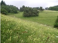  Grass near Teglia pass (Imperia) - Other - <2001 - Landscapes - Other - Voto: Non  - Last Visit: 29/4/2024 5.8.9 