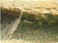 Lacustrine fauna - Other - 2004 - Other - Summer - Voto: 10   - Last Visit: 27/7/2010 18.38.23 