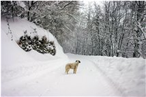  2007: niente neve. Qui un cane delle nevi… dell’anno precedente - Savignone - 2006 - Altro - Inverno - Voto: Non  - Last Visit: 22/6/2022 3.12.14 