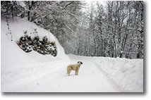 Foto Savignone - Altro - Hot 2007.. some snow from 2006!