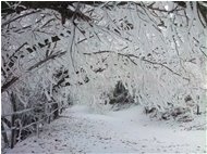  Brinata sul Monte Pianetto - Savignone - 2013 - Altro - Inverno - Voto: Non  - Last Visit: 6/10/2023 10.54.33 