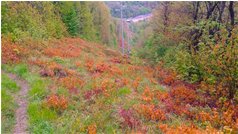  Danni al bosco dopo una tardiva gelata in aprile - Savignone - 2017 - Altro - Inverno - Voto: Non  - Last Visit: 30/9/2023 15.43.33 