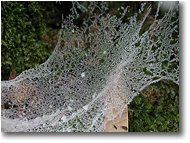 Fotografie Savignone - Altro - Decorazioni: Tela di ragno