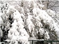  6 Febbraio: prima neve a Savignone - Savignone - 2018 - Altro - Inverno - Voto: Non  - Last Visit: 27/7/2022 16.5.20 