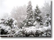 Fotografie Savignone - Altro - 6 Febbraio: prima neve a Savignone