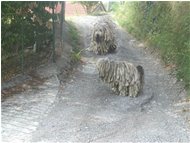  Pastore bergamasco - Savignone - <2001 - Altro - Estate - Voto: Non  - Last Visit: 28/9/2023 20.25.44 