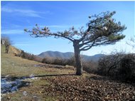  Processionaria: la lenta agonia del pino solitario del M.Pianetto - Savignone - 2012 - Altro - Inverno - Voto: Non  - Last Visit: 22/9/2023 16.33.3 