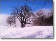 Foto Savignone - Altro - Salendo al Monte Pianetto