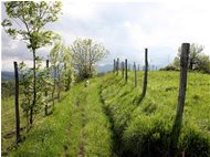  Sentiero tra pascoli - Savignone - 2010 - Altro - Estate - Voto: Non  - Last Visit: 22/9/2023 17.22.17 