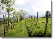 Foto Savignone - Altro - Sentiero tra pascoli