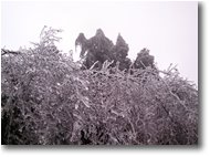 Fotografie Savignone - Altro - Siepe di ghiaccio