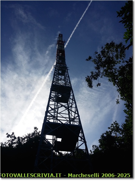 Una nuova presenza tra i castagni di Monte Maggio - Savignone - 2019 - Altro - Estate - HTC One S Nokia C7-00 (o altro cell)