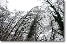 Fotografie Savignone - Boschi - Prone tree under the rime