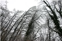  Alberi curvi per il gelo - Savignone - 2006 - Boschi - Inverno - Voto: Non  - Last Visit: 17/4/2023 5.10.55 