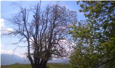  Anche quest'anno alberi di castagno danneggiati dal cinipede - Savignone - 2013 - Boschi - Estate - Voto: Non  - Last Visit: 24/9/2023 19.27.0 