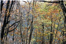  Aspetti del bosco (autunno 2010) - Savignone - 2011 - Boschi - Inverno - Voto: Non  - Last Visit: 26/9/2023 2.8.36 