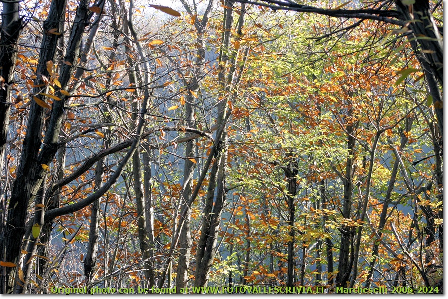 Aspetti del bosco (autunno 2010) - Savignone - 2011 - Boschi - Inverno - Canon EOS 300D