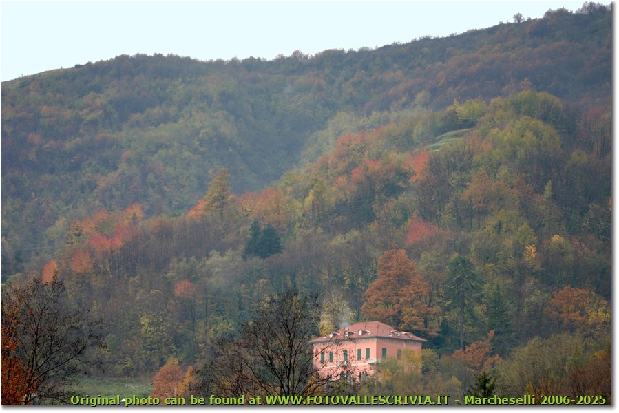 Autunno 2006: ancora qualche macchia di colore - Savignone - 2007 - Boschi - Inverno - Canon EOS 300D