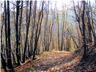  Autunno 2010: percorsi nel bosco - Savignone - 2011 - Boschi - Inverno - Voto: Non  - Last Visit: 26/9/2023 10.21.49 
