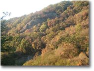 Foto Savignone - Boschi - Autunno a Piambertone