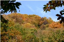  Autunno nei boschi di Savignone  - Savignone - 2009 - Boschi - Inverno - Voto: Non  - Last Visit: 24/9/2023 9.48.11 