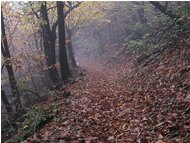  Autunno nel bosco - Savignone - 2005 - Boschi - Inverno - Voto: Non  - Last Visit: 28/9/2023 4.19.5 