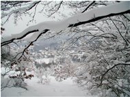  Besolagno tra i rami carichi di neve - Savignone - 2006 - Boschi - Inverno - Voto: 8,66 - Last Visit: 9/9/2022 19.1.49 