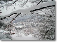 Fotografie Savignone - Boschi - Besolagno tra i rami carichi di neve