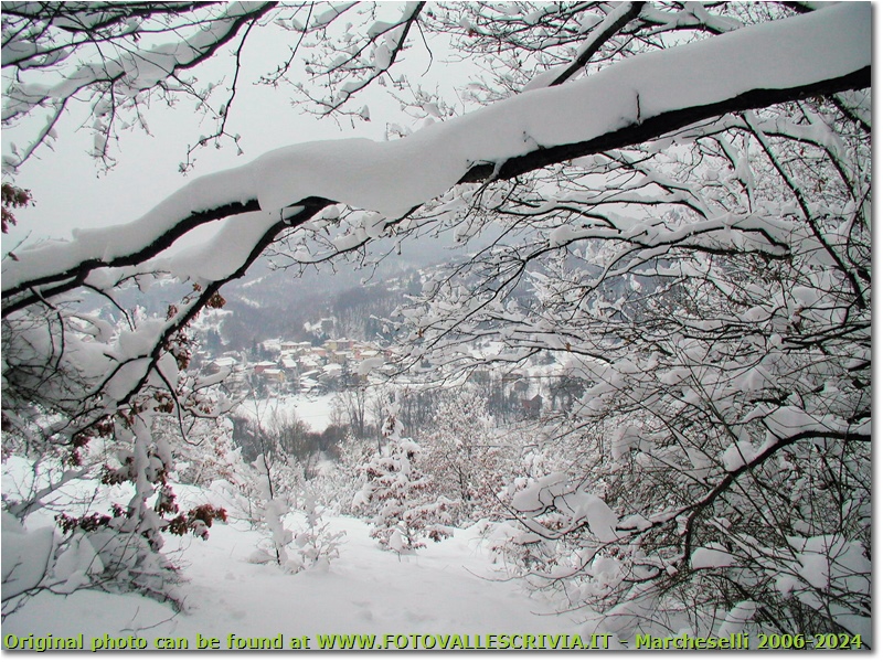 Besolagno tra i rami carichi di neve - Savignone - 2006 - Boschi - Inverno - Olympus Camedia 3000