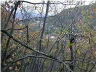  Cadono le foglie: Savignone appare oltre il bosco - Savignone - 2002 - Boschi - Inverno - Voto: Non  - Last Visit: 28/8/2022 21.7.45 