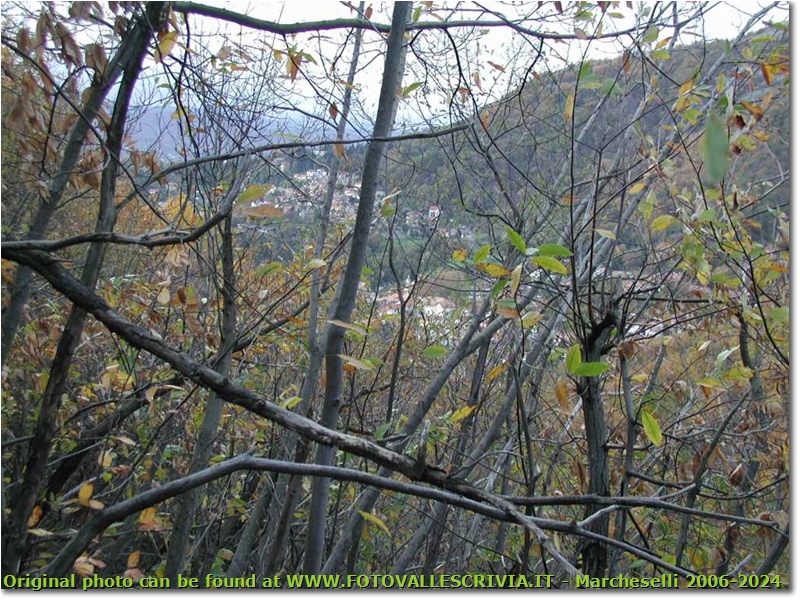Cadono le foglie: Savignone appare oltre il bosco - Savignone - 2002 - Boschi - Inverno - Olympus Camedia 3000