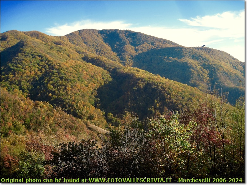 Colori d’autunno nei boschi di Savignone - Savignone - 2018 - Boschi - Inverno - Canon Ixus 980 IS
